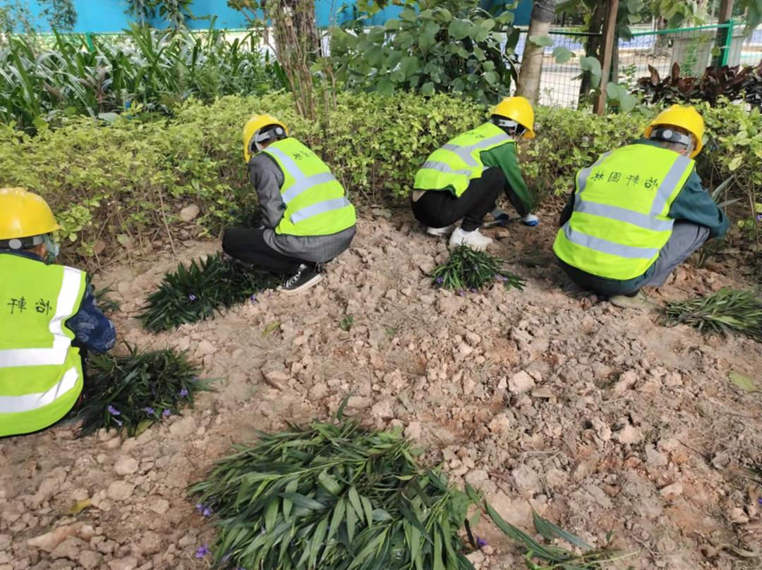 菲律宾网赌合法平台工人正在小区内补种绿植